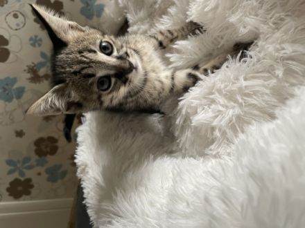 Savannah F4 Kitten Hallo zusammen! unsere liebe Zuma