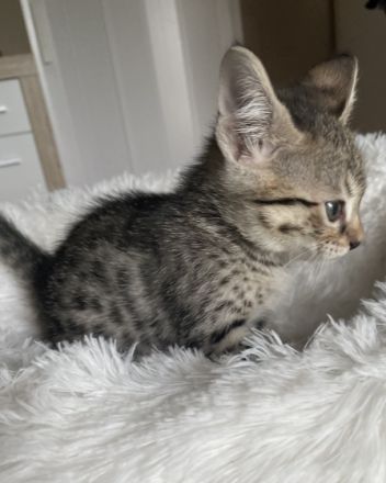 Savannah F4 Kitten Hallo zusammen! unsere liebe Zuma