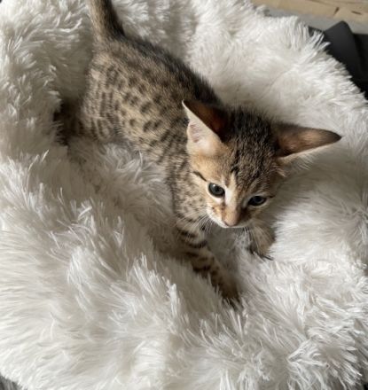 Savannah F4 Kitten Hallo zusammen! unsere liebe Zuma