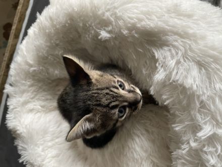 Savannah F4 Kitten Hallo zusammen! unsere liebe Zuma