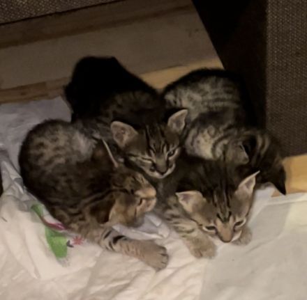 Savannah F4 Kitten Hallo zusammen! unsere liebe Zuma