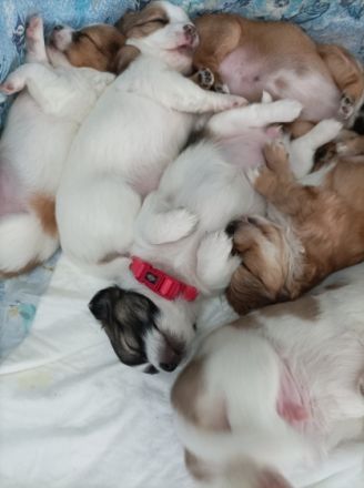 Wir verkaufen privat Chihuahua Welpen die geimpft,