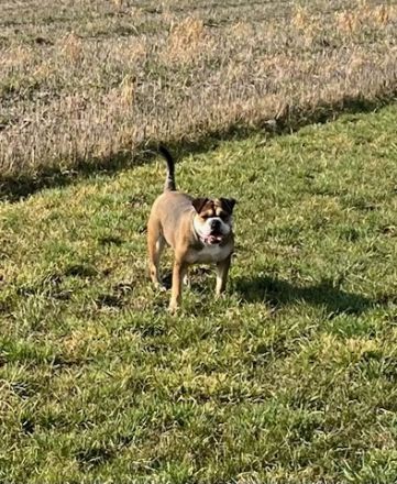 Familien und Liebhaberzucht von Continental Bulldogs