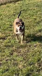 Familien und Liebhaberzucht von Continental Bulldogs