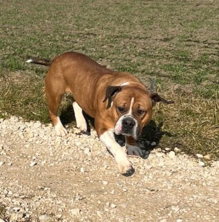 Familien und Liebhaberzucht von Continental Bulldogs