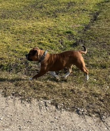 Familien und Liebhaberzucht von Continental Bulldogs