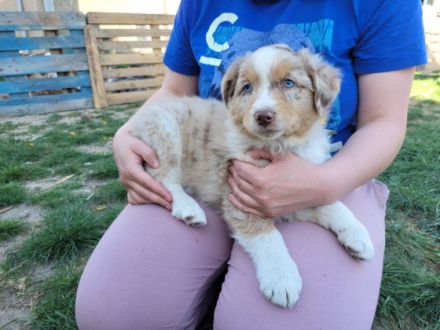 Hallo, am 16.03.2022 wurden 7 wunderschöne Welpen