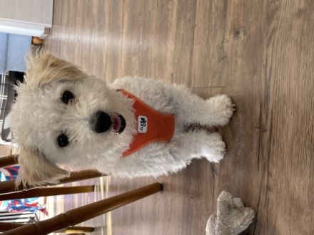 Im Auftrag eines Privatkunden suche ich für einen