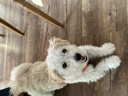 Im Auftrag eines Privatkunden suche ich für einen