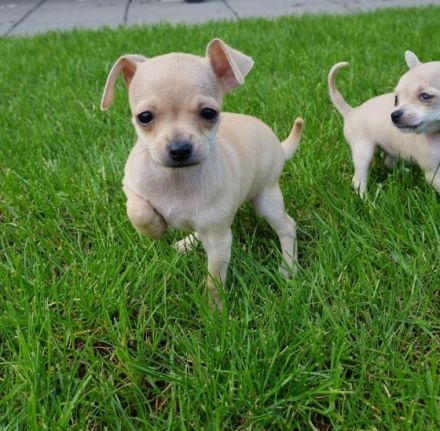 Am 10.03.2022 unsere Chihuahua ( Kurzhaar) Dunja hat