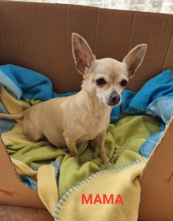 Am 10.03.2022 unsere Chihuahua ( Kurzhaar) Dunja hat