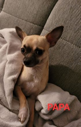 Am 10.03.2022 unsere Chihuahua ( Kurzhaar) Dunja hat