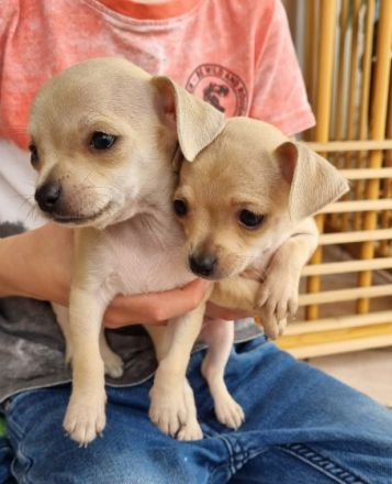 Am 10.03.2022 unsere Chihuahua ( Kurzhaar) Dunja hat