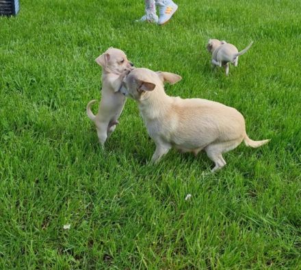 Am 10.03.2022 unsere Chihuahua ( Kurzhaar) Dunja hat