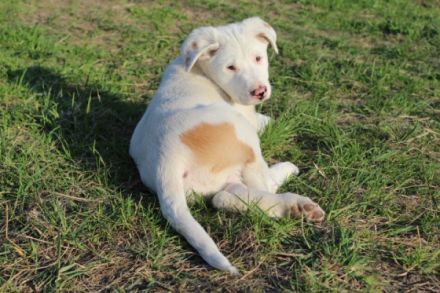 Am 20.02.2022 sind bei uns auf dem Hof 7 gesunde Welpen