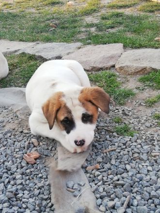 Am 20.02.2022 sind bei uns auf dem Hof 7 gesunde Welpen