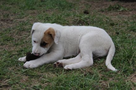 Am 20.02.2022 sind bei uns auf dem Hof 7 gesunde Welpen