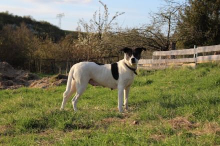 Am 20.02.2022 sind bei uns auf dem Hof 7 gesunde Welpen