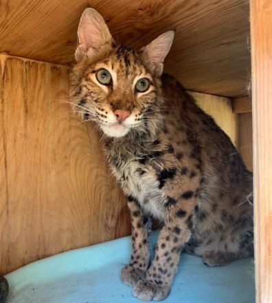 Female Bengal kitten available. She's a cute girl with