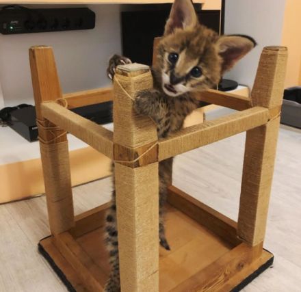 Female Bengal kitten available. She's a cute girl with