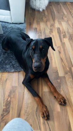 Wir verkaufen schweren Herzens unseren Dobermann Rüden 