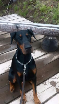Wir verkaufen schweren Herzens unseren Dobermann Rüden 