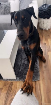 Wir verkaufen schweren Herzens unseren Dobermann Rüden 