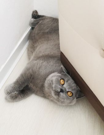 Lyon, Unser BKH Kater sucht ein neues Zuhause. Er ist