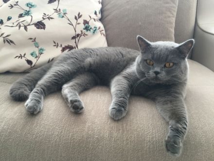 Lyon, Unser BKH Kater sucht ein neues Zuhause. Er ist