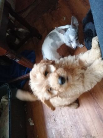 Cockapoo Welpe 7 Welpen mit den Farbschlaegen 3 mal