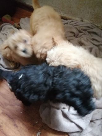 Cockapoo Welpe 7 Welpen mit den Farbschlaegen 3 mal