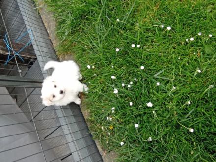 Super süße Malteser - Spitz Welpen bald in gute Hände