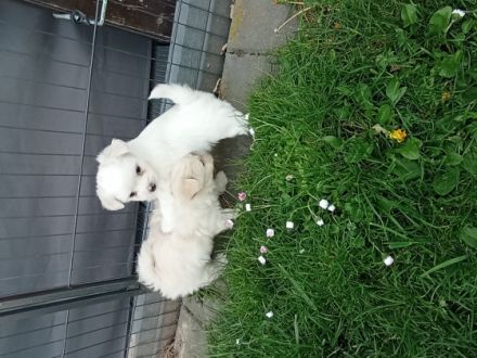 Super süße Malteser - Spitz Welpen bald in gute Hände