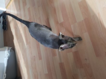 Mr. Chow 5jahre alte sphynx, Hauskatze