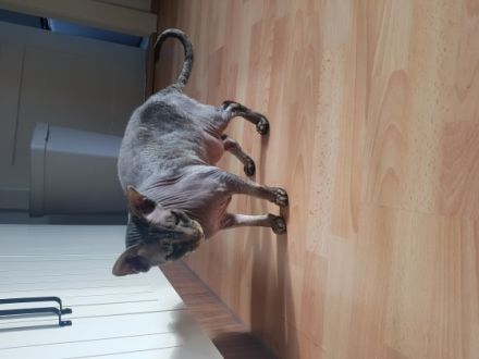 Mr. Chow 5jahre alte sphynx, Hauskatze