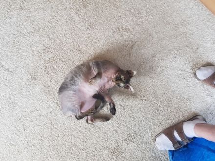 Mr. Chow 5jahre alte sphynx, Hauskatze