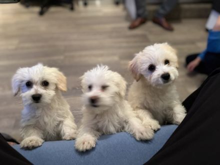 Verkaufe 3 Weibchen Malteserwelpen. Geboren am 05