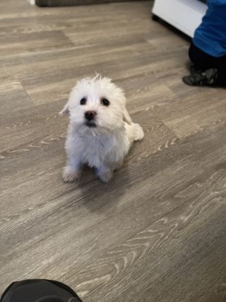 Verkaufe 3 Weibchen Malteserwelpen. Geboren am 05