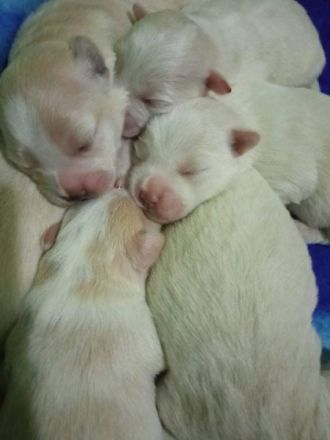 Verkaufe 3 Weibchen Malteserwelpen. Geboren am 05
