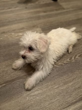 Verkaufe 3 Weibchen Malteserwelpen. Geboren am 05