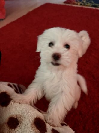 Verkaufe 3 Weibchen Malteserwelpen. Geboren am 05