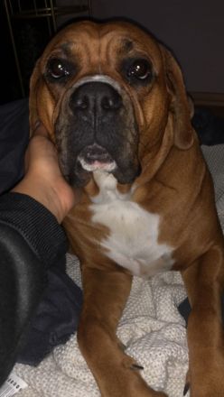 Am 26.01.2022 hat unser Hund Gucci 7 gesunde Welpen zur