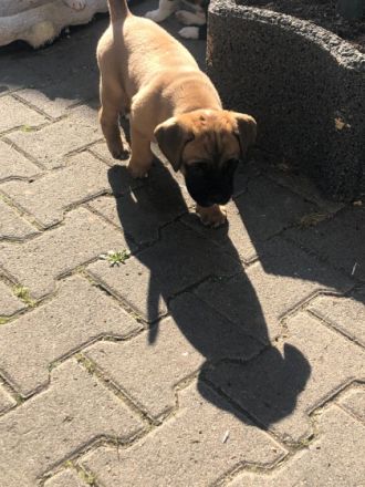 Am 26.01.2022 hat unser Hund Gucci 7 gesunde Welpen zur