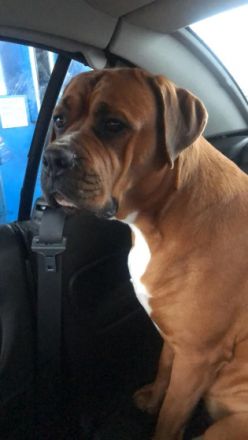 Am 26.01.2022 hat unser Hund Gucci 7 gesunde Welpen zur