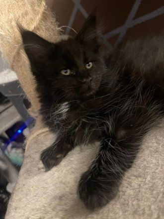 Hallo;) unsere Main Coon Dame Marikaw hat am 10.02.2022