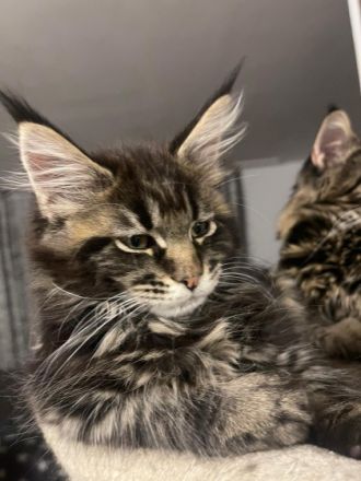 Hallo;) unsere Main Coon Dame Marikaw hat am 10.02.2022