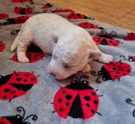 Wir sind eine Hobbzucht, die an dem Verein IHV e.V.