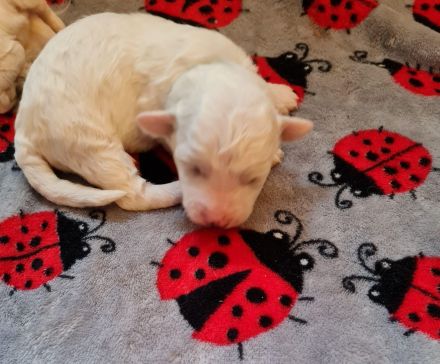 Wir sind eine Hobbzucht, die an dem Verein IHV e.V.