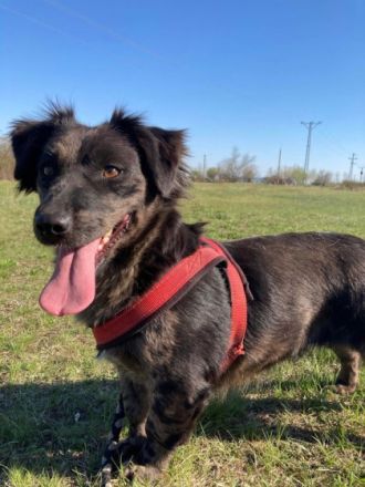 Abby, Geschlecht: Hündin Rasse: Dackel-Mix Geb: ca.