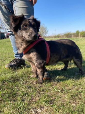 Abby, Geschlecht: Hündin Rasse: Dackel-Mix Geb: ca.